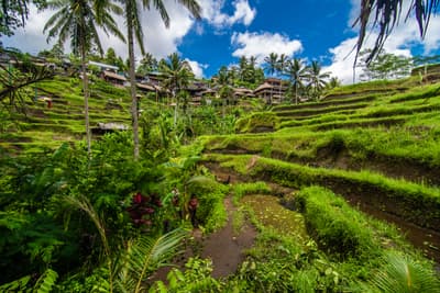 Ubud Exploration Image 2
